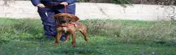 Meticcio cani in regalo: Giordan giovane segugio in adozione  - Annuncio 1