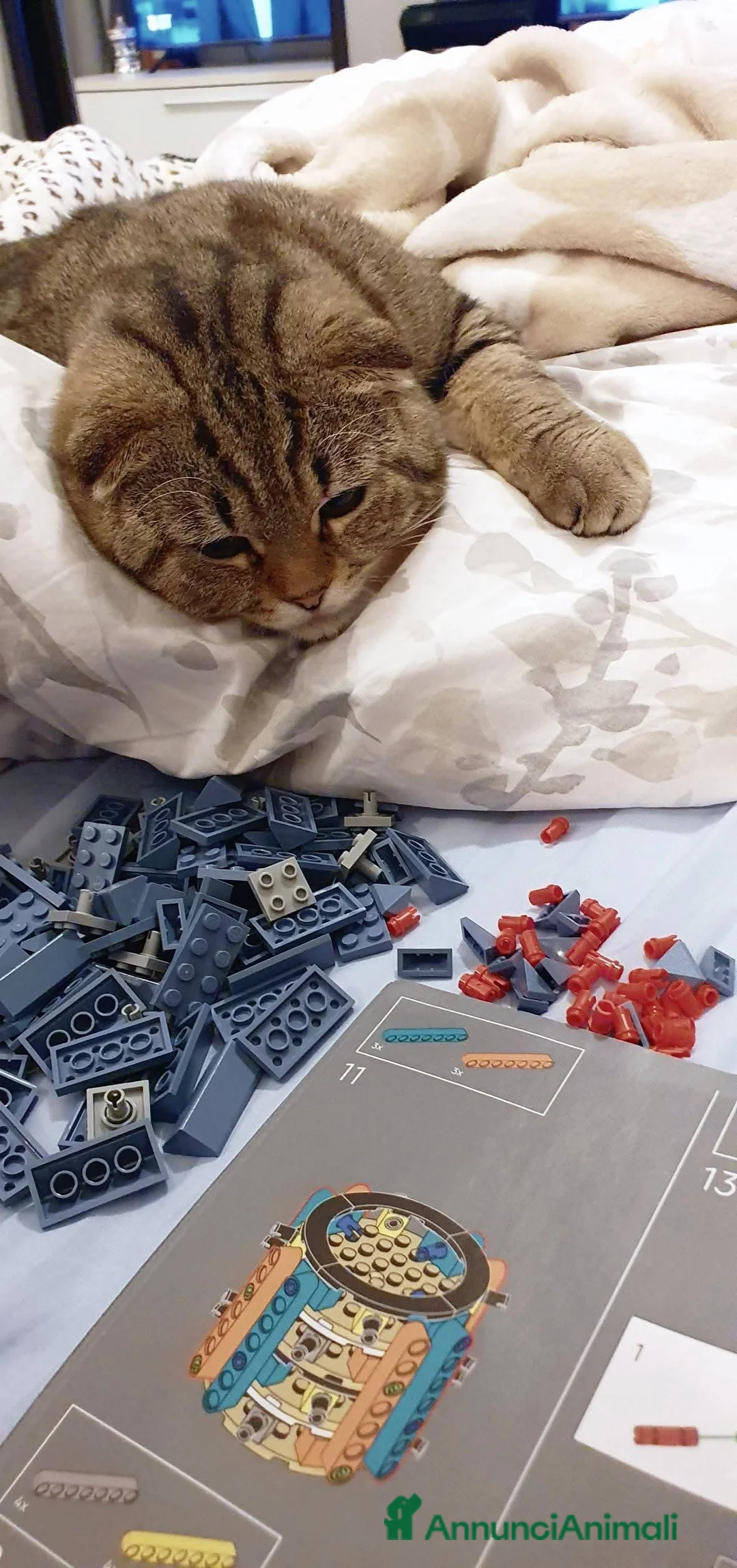 British gatti per accoppiamento: Accoppiamento  - Annuncio 3