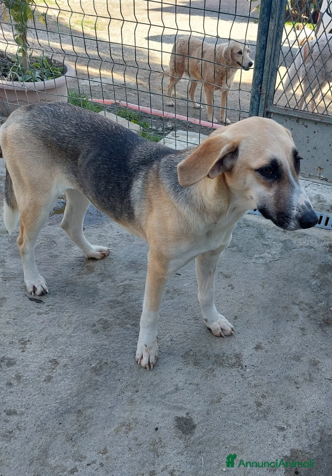 Meticcio cani in regalo: Grace dolcissima e delicata - Annuncio 6