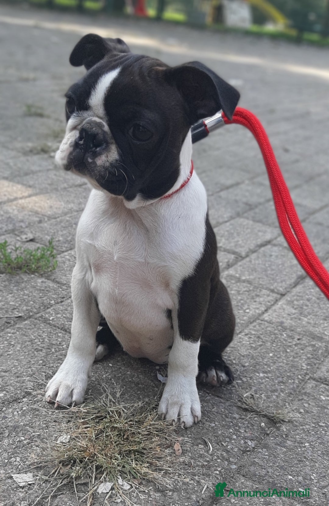 Boston Terrier cani in vendita: Cuccioli di Boston terrier con pedigree  - Annuncio 4