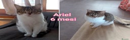 Altre razze gatti in regalo: GATTINI ADORABILI IN CERCA DI CASA  - Annuncio 4
