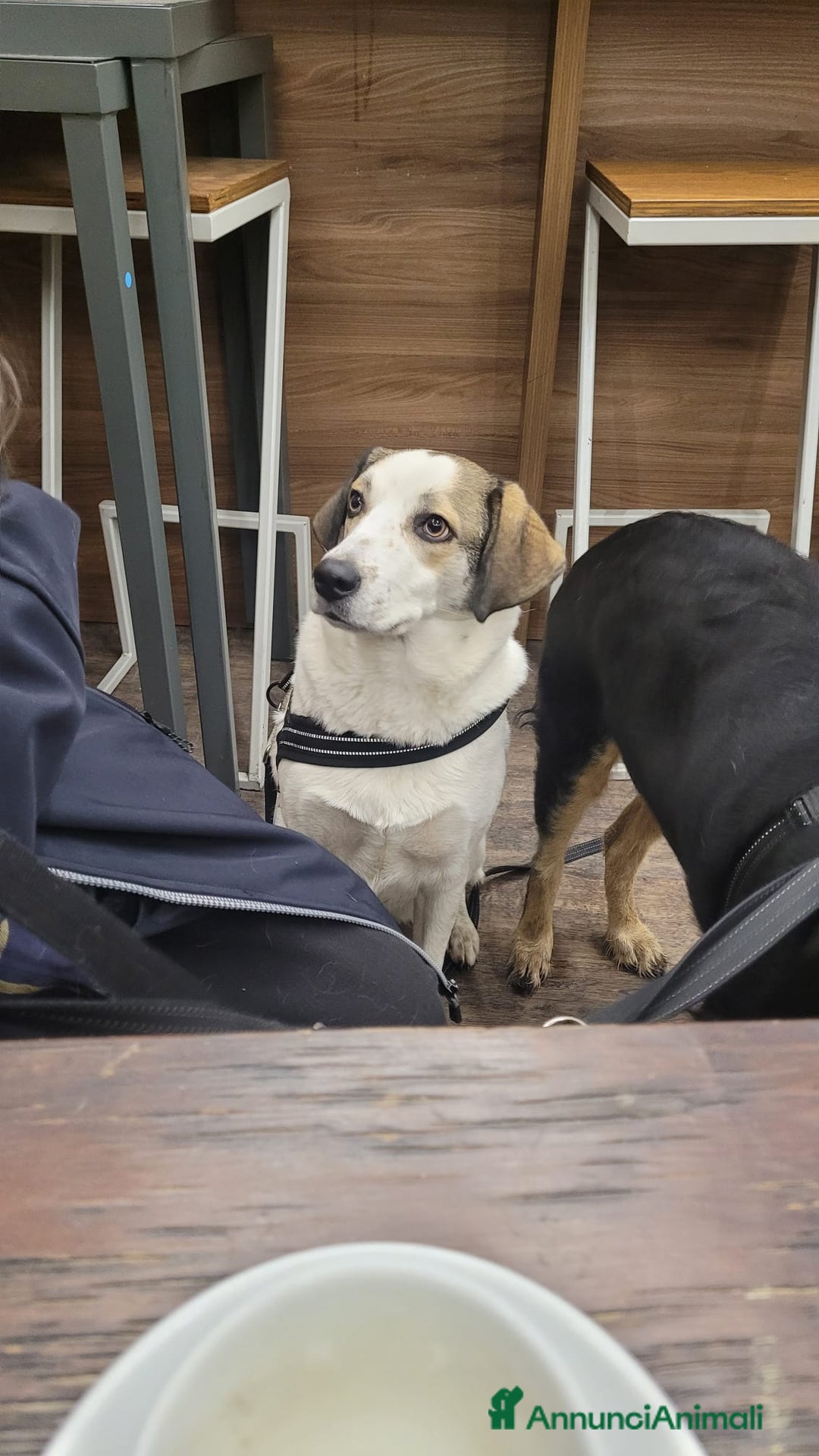 Meticcio cani in regalo: Splendida meticcia TWITTY a Città metropolitana di Milano - Annuncio 4