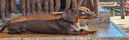 Bassotto Nano cani per accoppiamento: Bassotto nano per accoppiamento  - Annuncio 4