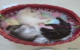 Scottish gatti in vendita: Femminuccia Scottish  a Provincia di Pavia - Immagine 6