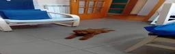 Barboncino Toy cani in vendita: Barboncino Toy Red a Città Metropolitana di Napoli - Annuncio 2