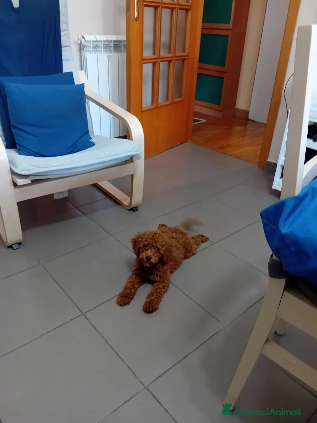 Barboncino Toy cani in vendita: Barboncino Toy Red a Città Metropolitana di Napoli - Annuncio 2