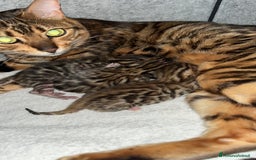 Bengala gatti in vendita: Cuccioli Bengala spotted ben 24 prenotazione  a Città Metropolitana di Bari - Immagine 4