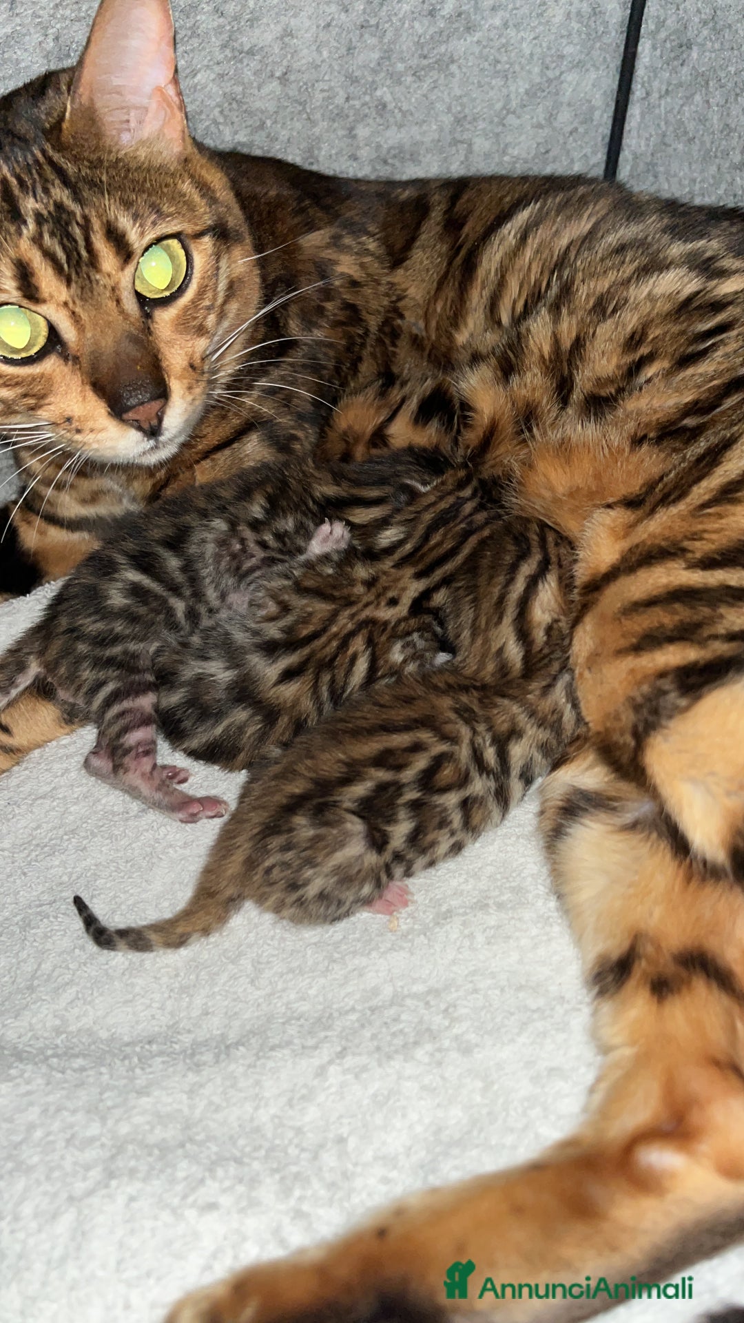 Bengala gatti in vendita: Cuccioli Bengala spotted ben 24 prenotazione  a Città Metropolitana di Bari - Immagine 4