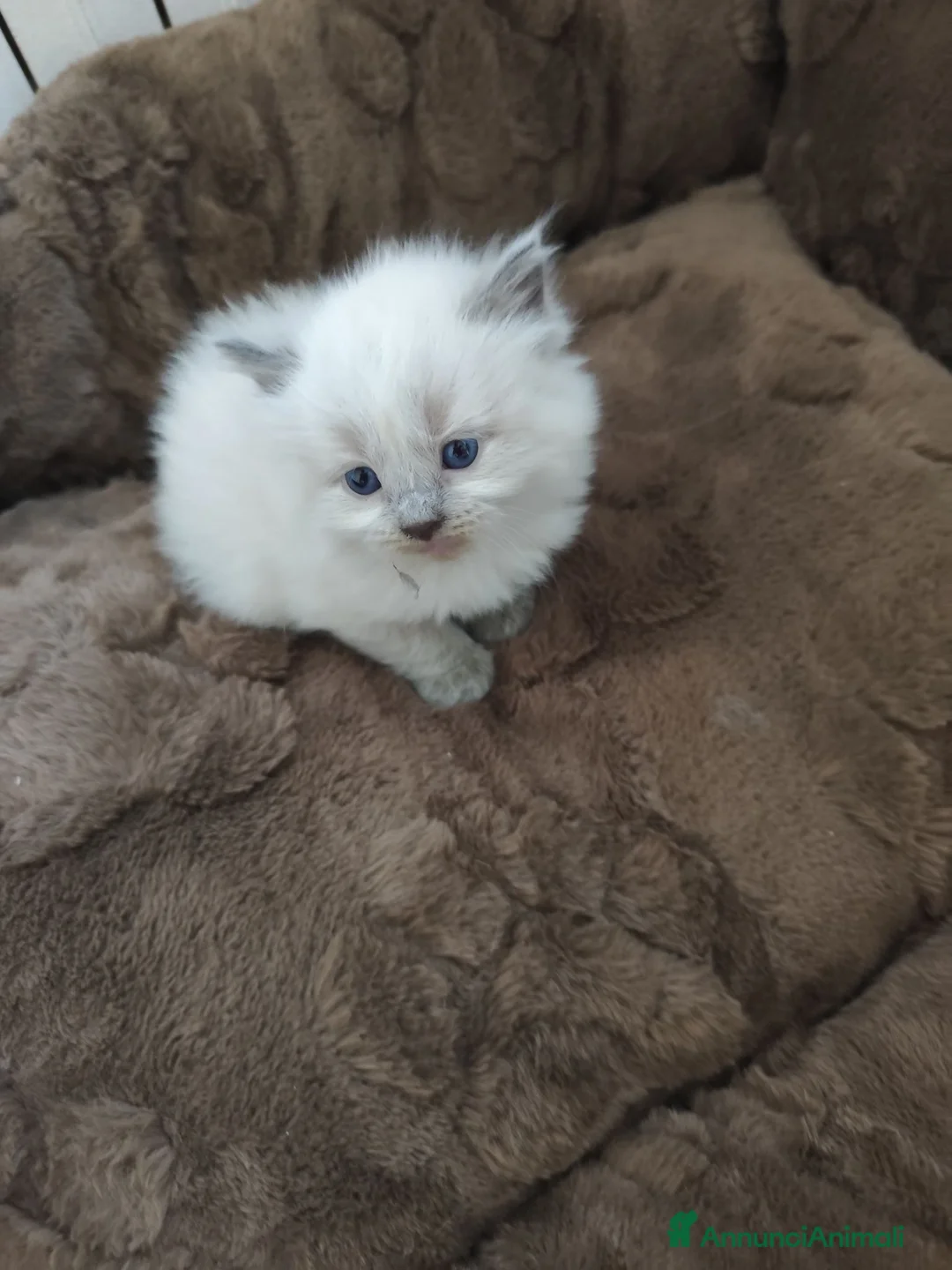 Ragdoll gatti in vendita: Maschietto Ragdoll  - Annuncio 2