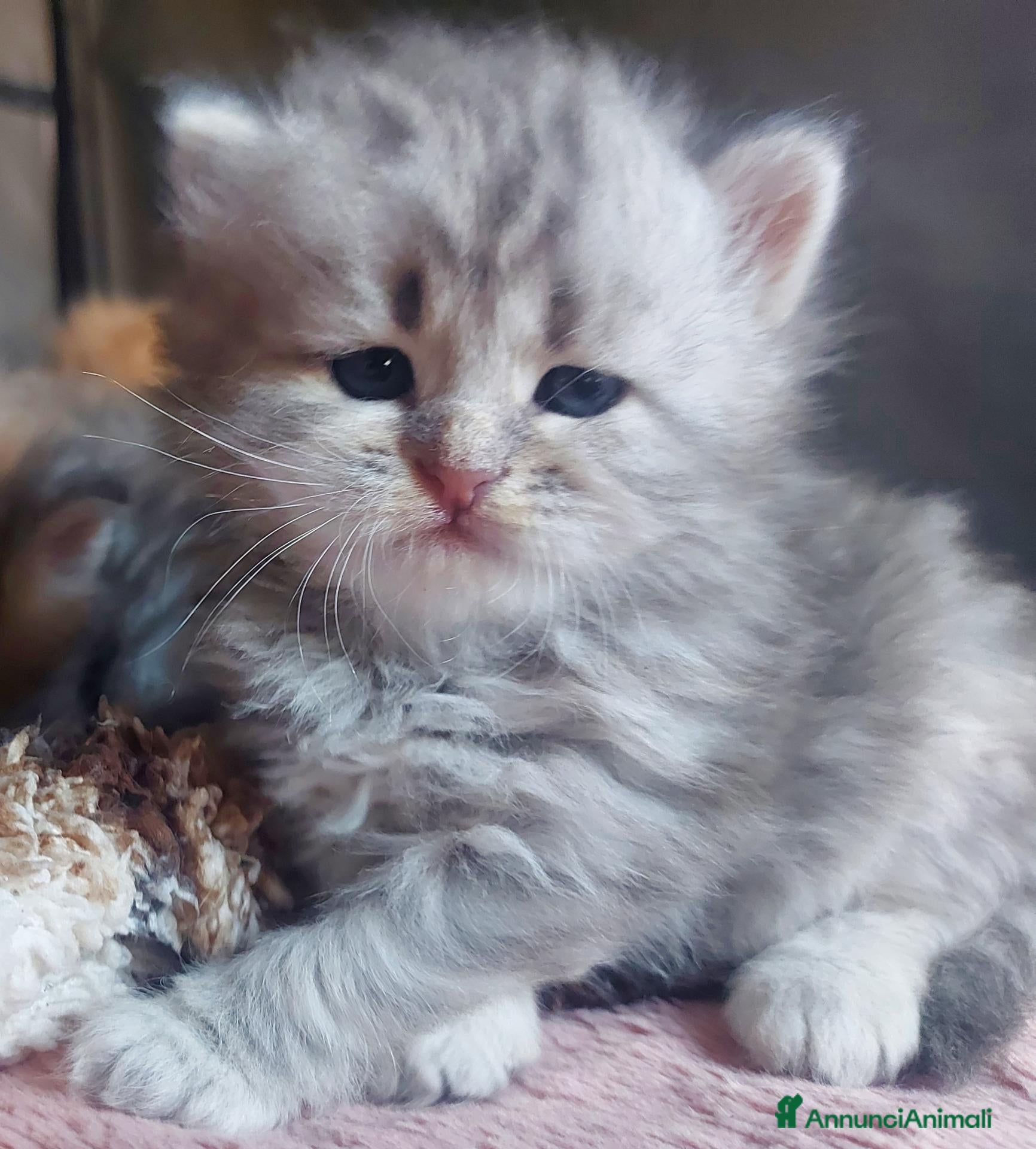 Siberiano gatti Cuccioli di gatto Siberiano Certificati  - Annuncio 4