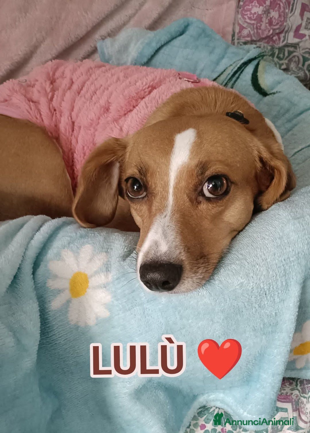 Meticcio gatti in regalo: Cagnolina incrocio Beagle  - Annuncio 1