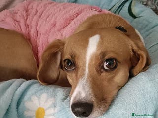 Meticcio gatti Cagnolina incrocio Beagle - Annuncio 29