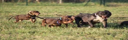 Pitbull cani in vendita: Cuccioli Pit Bull con pedigree anche a rate - Annuncio 24
