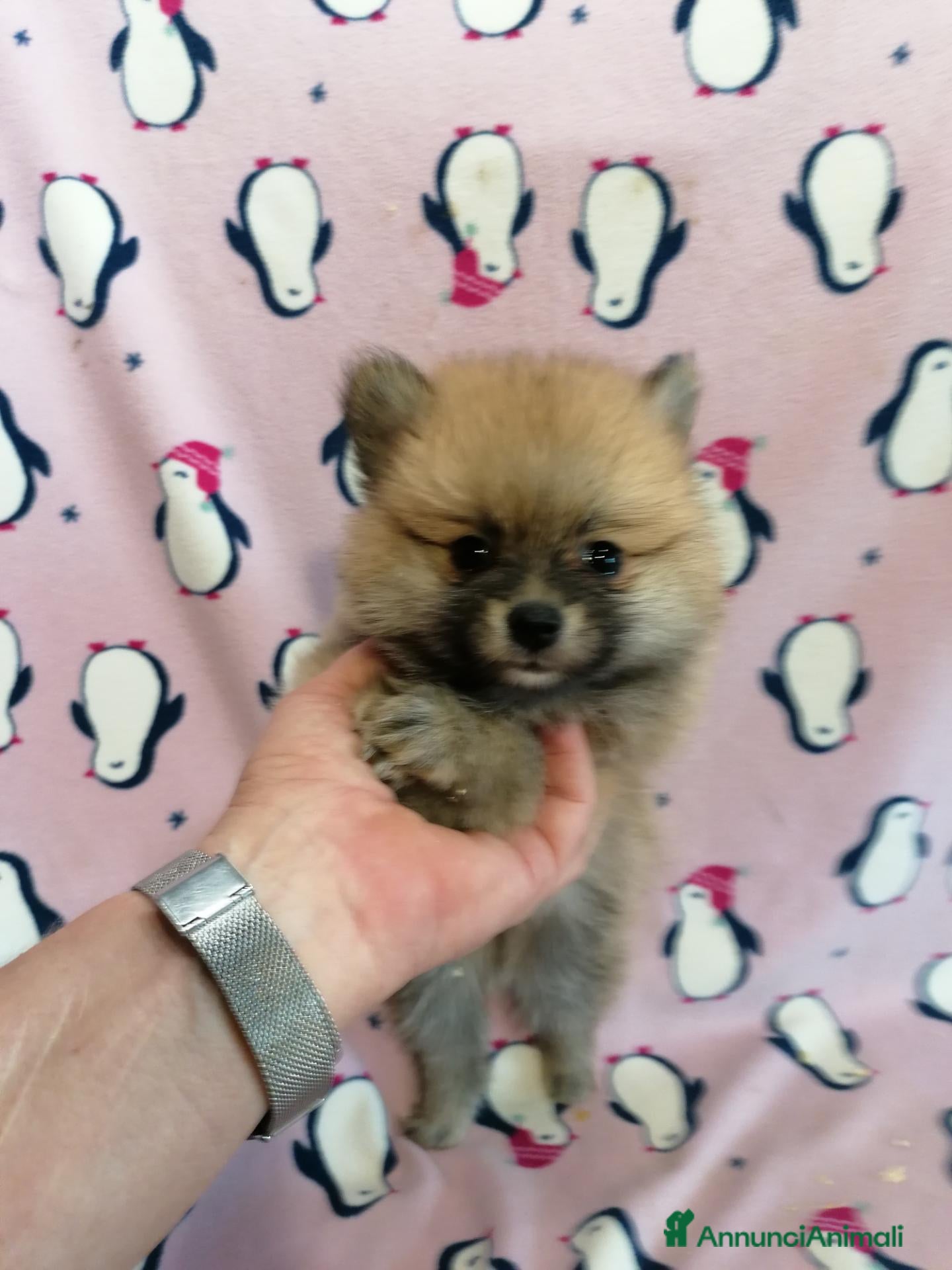 Volpino Pomerania cani Volpino nano cuccioli - Annuncio 8