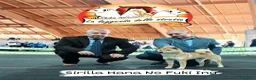 Shiba Inu cani in vendita: Shiba inu - Annuncio 2