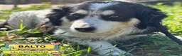 Meticcio cani in regalo: BALTO cagnolino taglia medio piccola cerca casa  - Annuncio 1