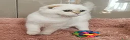 Scottish gatti in vendita: Cuccioli Scottish fold pedigree ENFI a Provincia di Verona - Annuncio 3