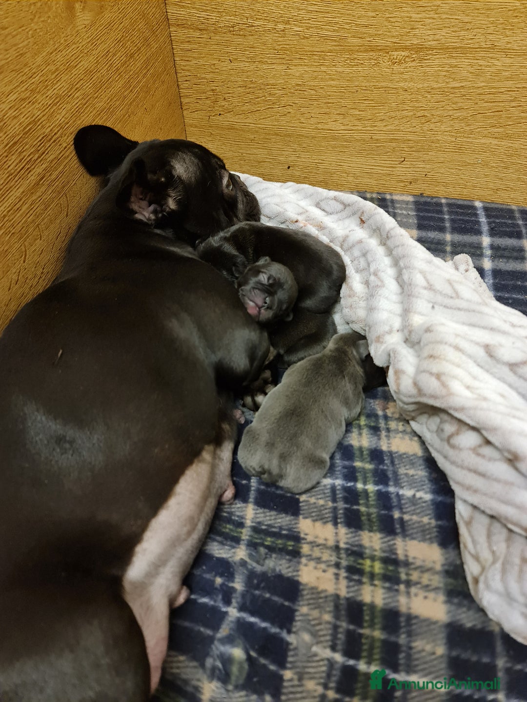 Bulldog Francese cani in vendita: BULLDOG FRANCESI CUCCIOLI allevati personalmente - Annuncio 4