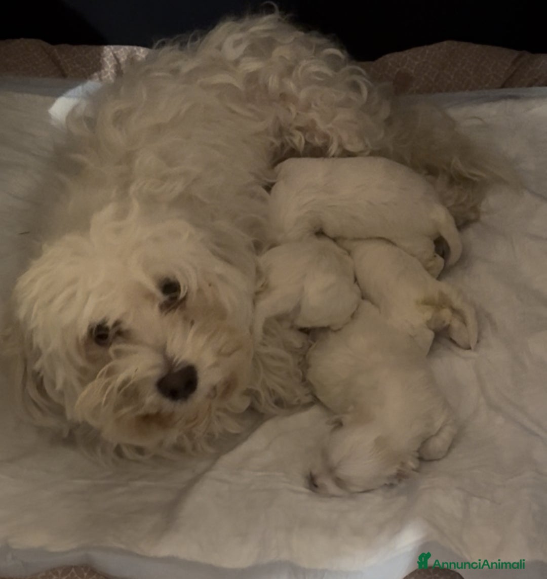 Maltese cani in vendita: Cucciolo di Maltese - Annuncio 1