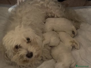 Maltese cani Cucciolo di Maltese - Annuncio 21