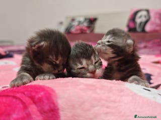 Maine Coon gatti Maine coon - Annuncio 7