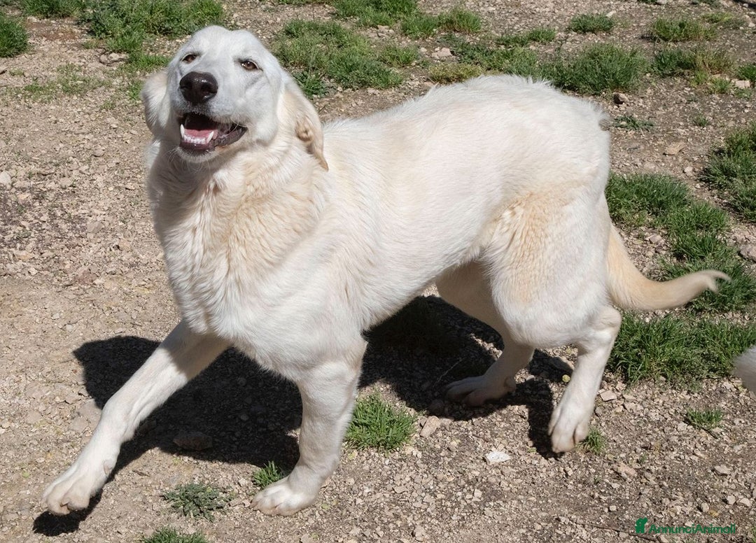 Meticcio cani in regalo: LA DOLCISSIMA E BELLISSIMA ZULEYA a Città metropolitana di Roma Capitale - Annuncio 6