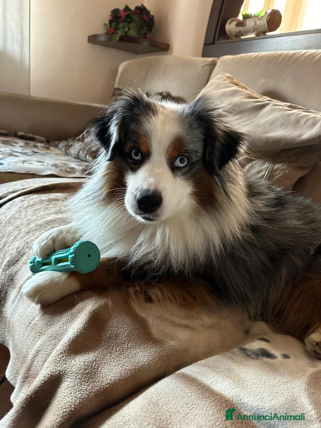 Miniature American Shepherd cani per accoppiamento: Cercasi femmina per accoppiamento  - Annuncio 2