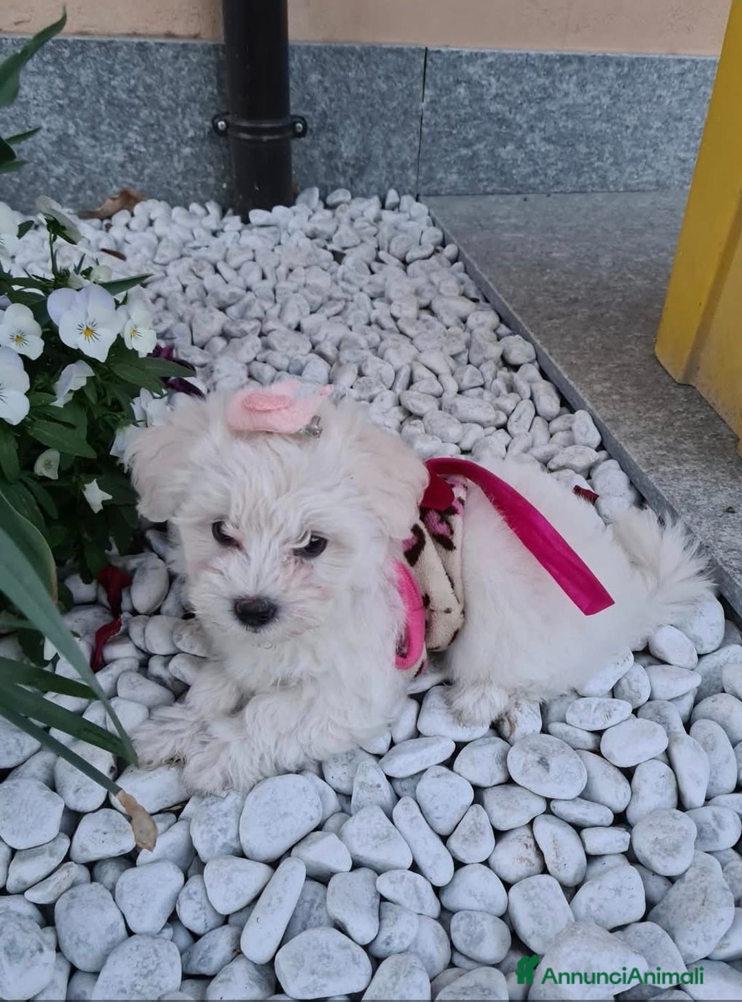 Maltese cani in vendita: Maltese - Annuncio 3