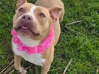 Pitbull cani Pockety, piccola pit in canile - Annuncio 2