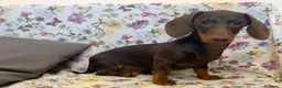 Bassotto cani in vendita: Bassotto cioccolato  con Pedigree ENCI. - Annuncio 1