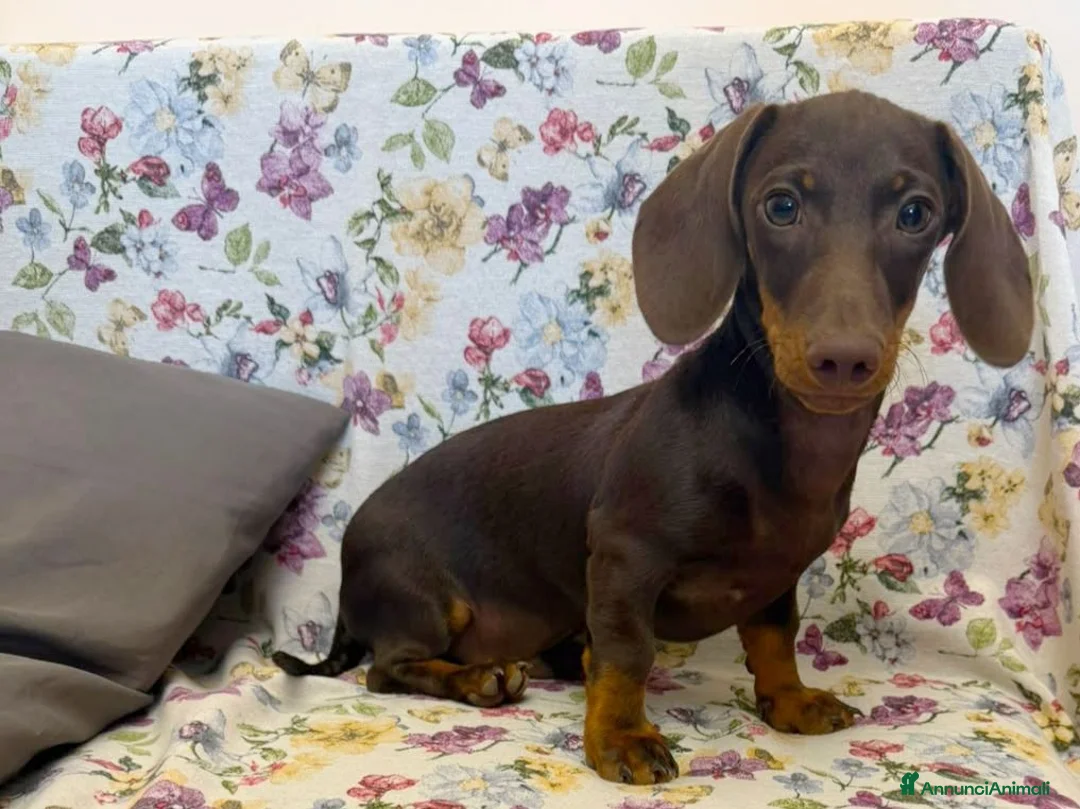 Bassotto cani in vendita: Bassotto cioccolato  con Pedigree ENCI. - Annuncio 1
