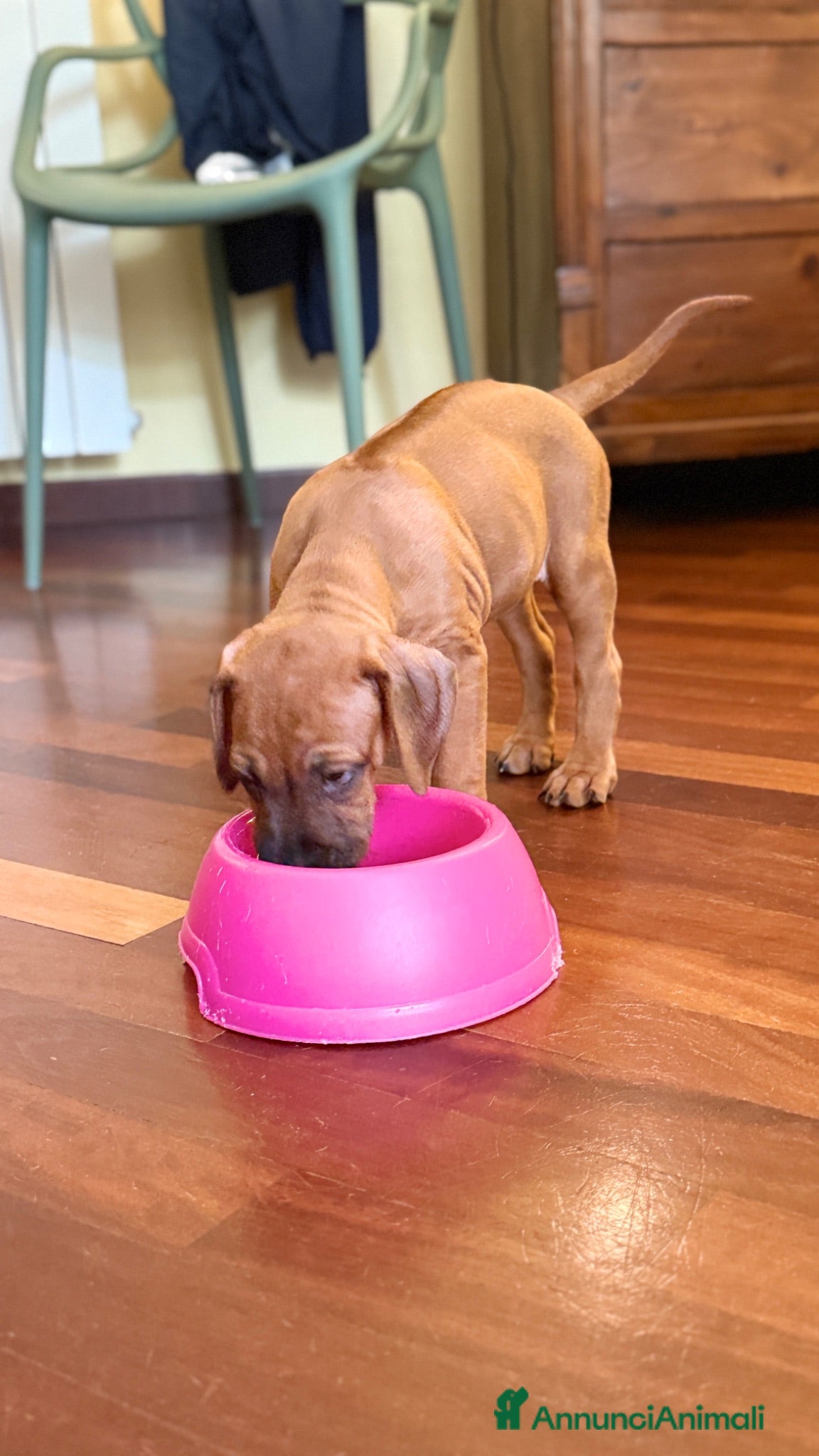 Rhodesian Ridgeback cani Wid Gees Litter - Rhodesian Ridgeback ENCI  - Annuncio 2