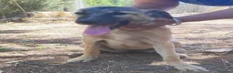 Meticcio cani in regalo: Pastorina 6/7mesi PRESTO SOLA IN RECINTO! CAGLIARI - Annuncio 4