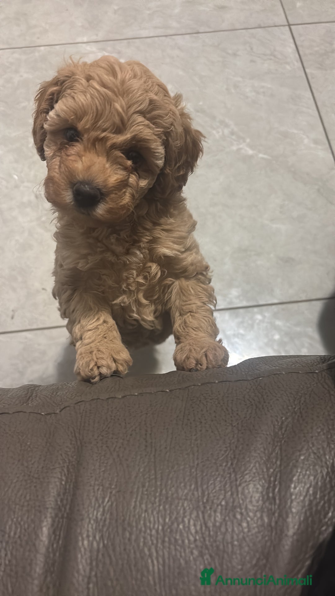 Barboncino cani in vendita: Barboncine - Annuncio 2