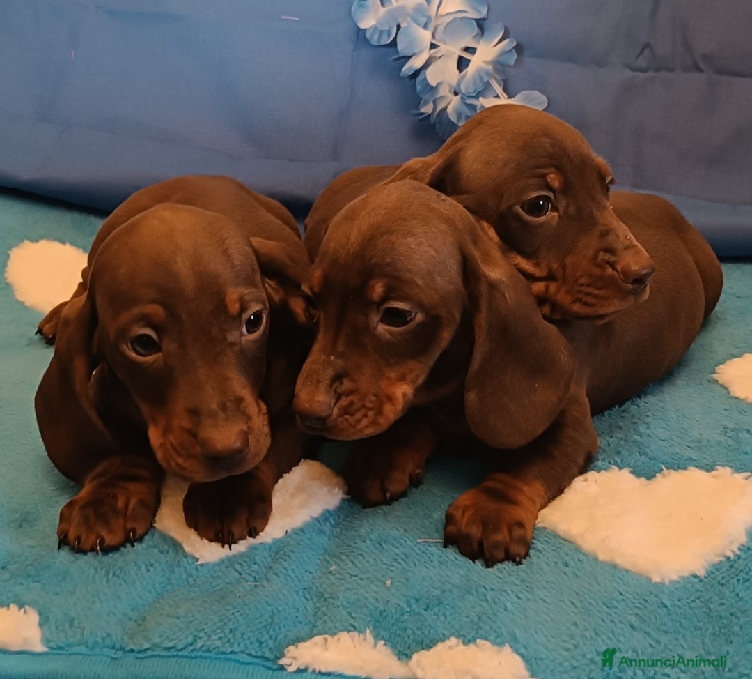 Bassotto cani Cuccioli bassotto disponibili subito.  - Annuncio 2