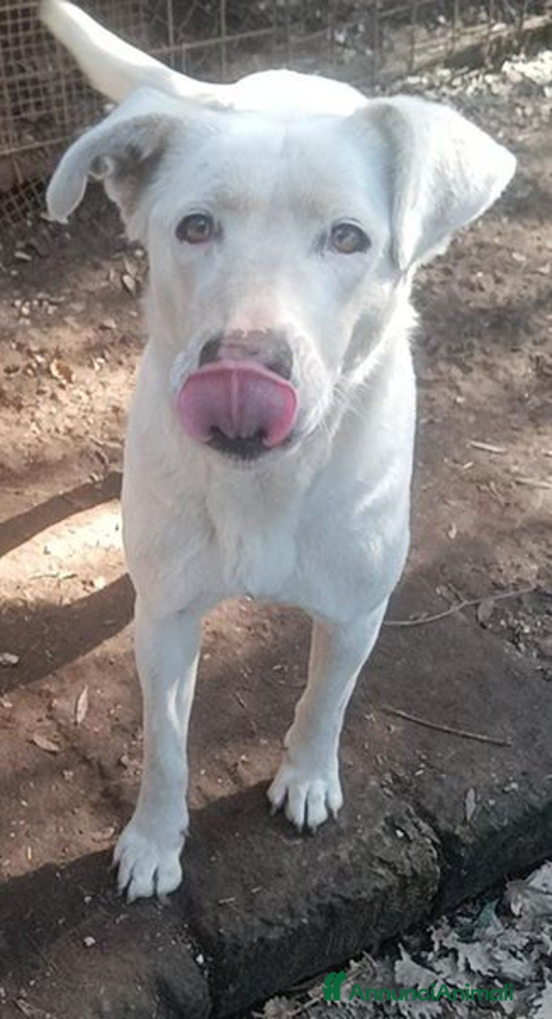 Labrador cani in regalo: Clara, occhioni da cerbiatto a Città metropolitana di Roma Capitale - Immagine 8