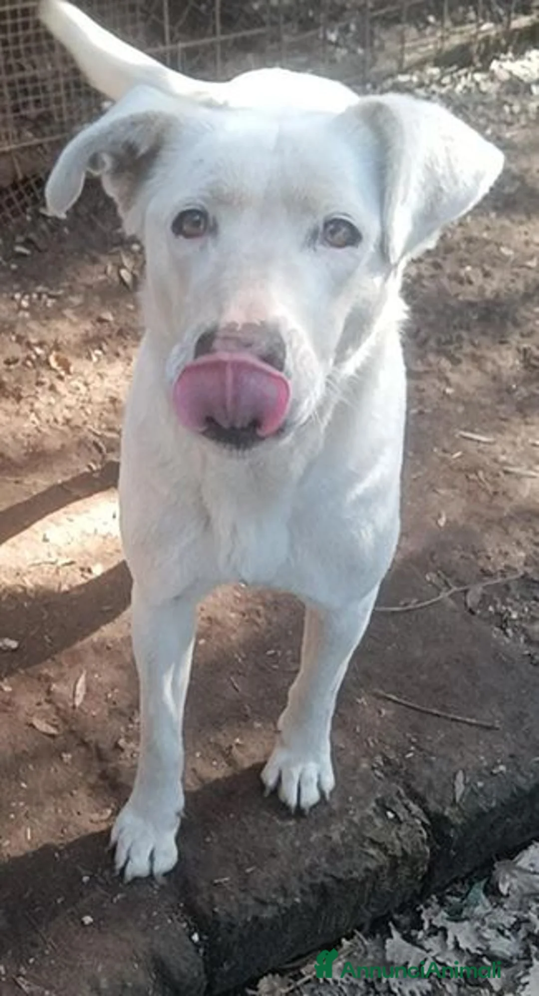 Labrador cani in regalo: Clara, occhioni da cerbiatto a Città metropolitana di Roma Capitale - Annuncio 8