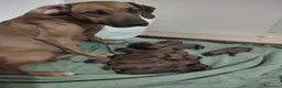 Rhodesian Ridgeback cani in vendita: RHODESIAN RIDGEBACK il cane per la caccia al leone - Annuncio 3