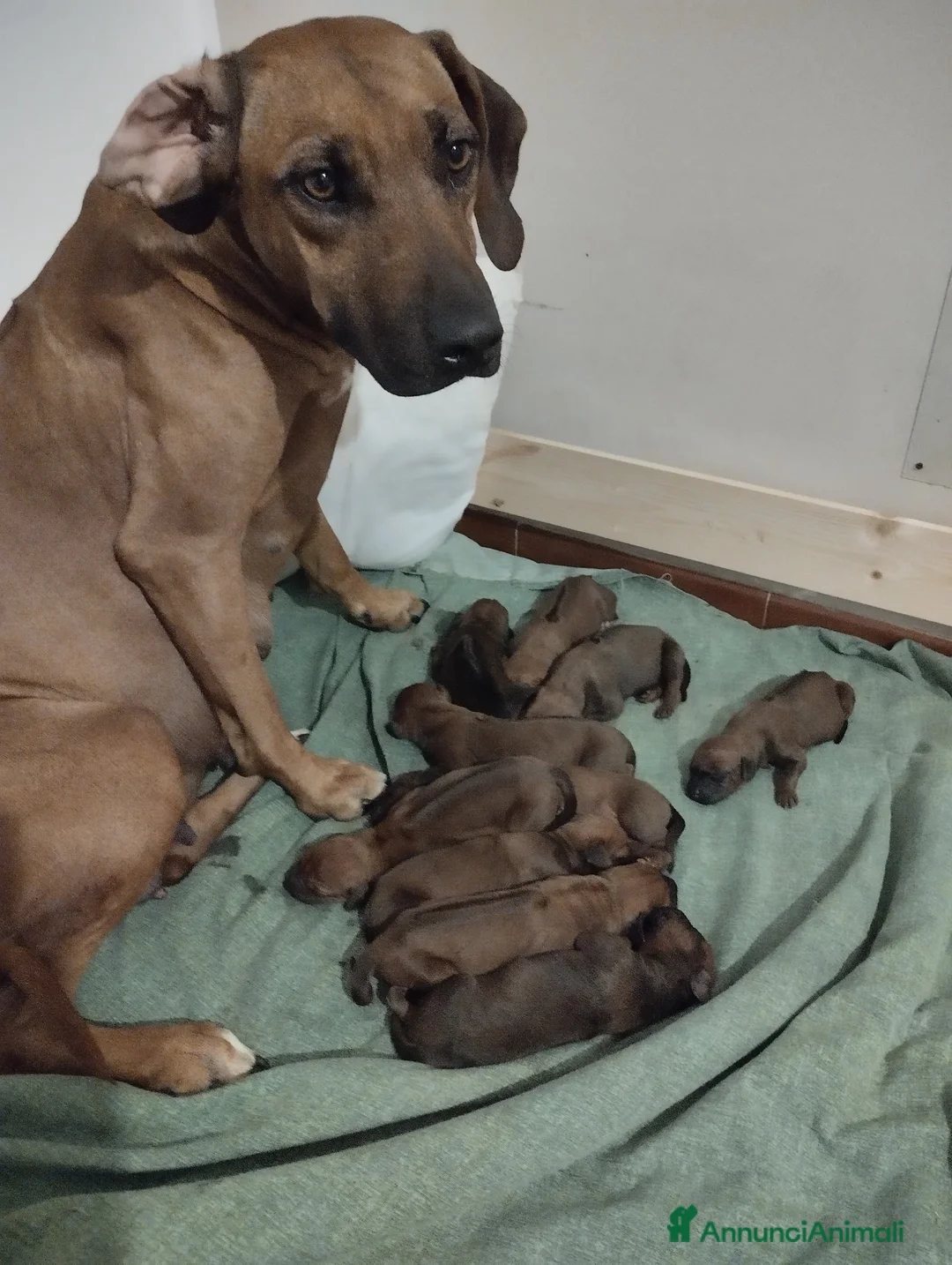 Rhodesian Ridgeback cani in vendita: RHODESIAN RIDGEBACK il cane per la caccia al leone - Annuncio 3