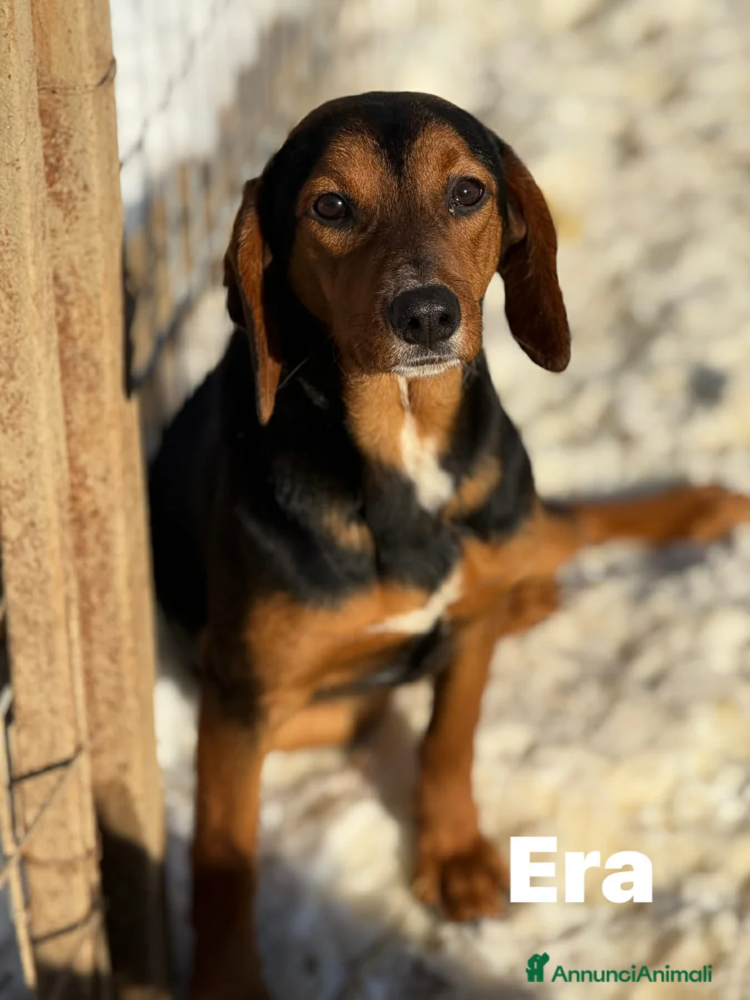 Meticcio cani in regalo: ERA, cucciolona tanto coccolona! - Annuncio 1