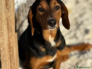 Meticcio cani ERA, cucciolona tanto coccolona! - Annuncio 41