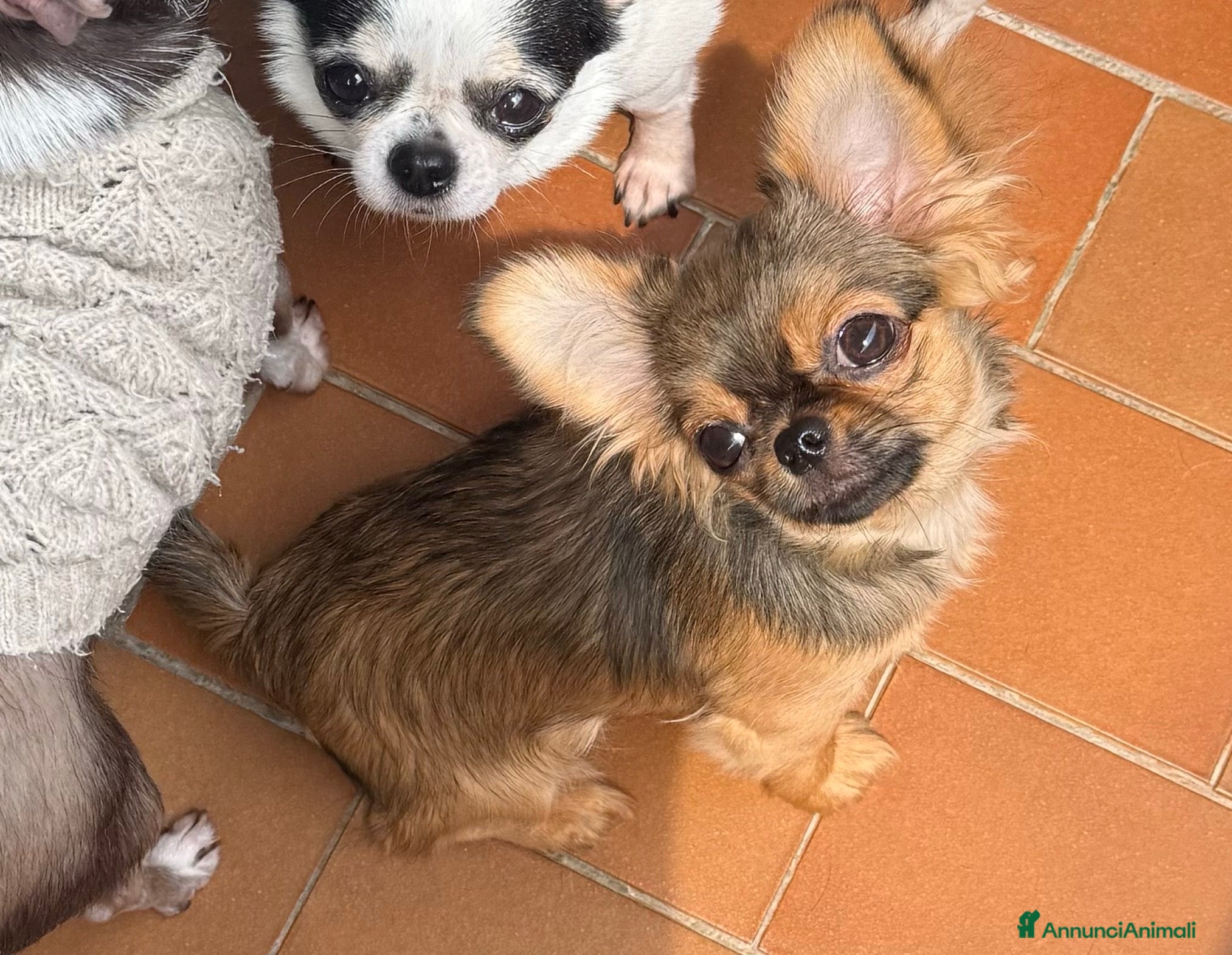 Chihuahua cani in vendita: Chihuahua mini - Annuncio 1