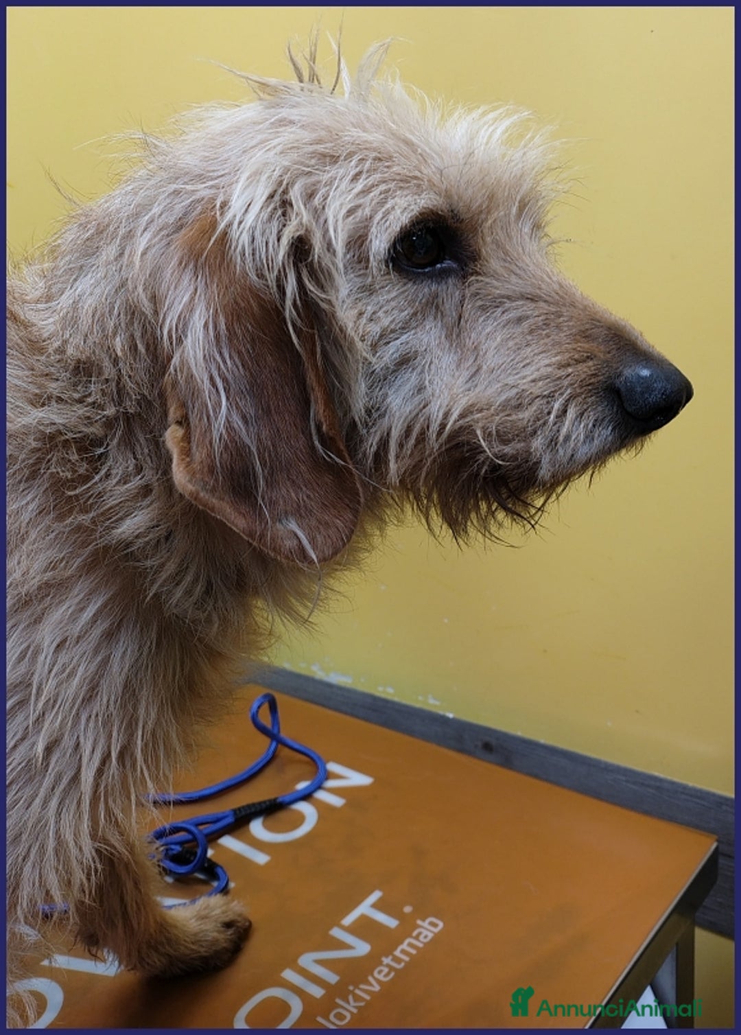 Meticcio cani in regalo: GIACOMO 4 ANNI, E' VISSUTO IN UN INFERNO ORA CERCA a Città metropolitana di Milano - Annuncio 7