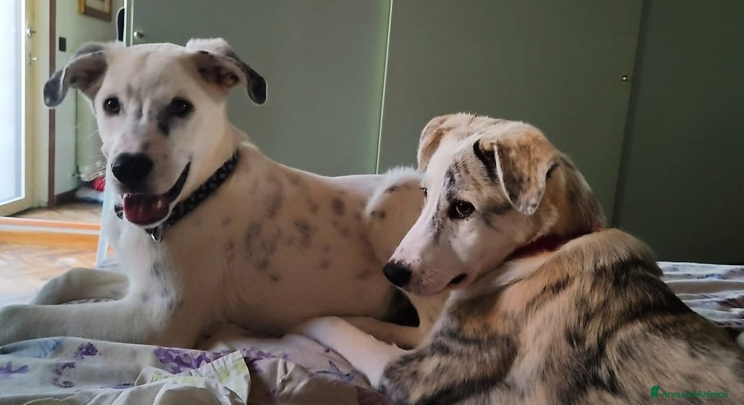 Altre razze cani in regalo: LINK e MAIL, 6 MESI, (01/01/25) a Provincia di Bergamo - Immagine 14