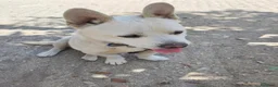 Meticcio cani in regalo: Fischietto un cagnolino speciale  - Annuncio 3