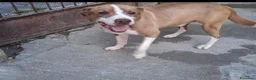 Meticcio cani in regalo: Simil Amstaff splendido 1anno salvato mesi faSICIL - Annuncio 7