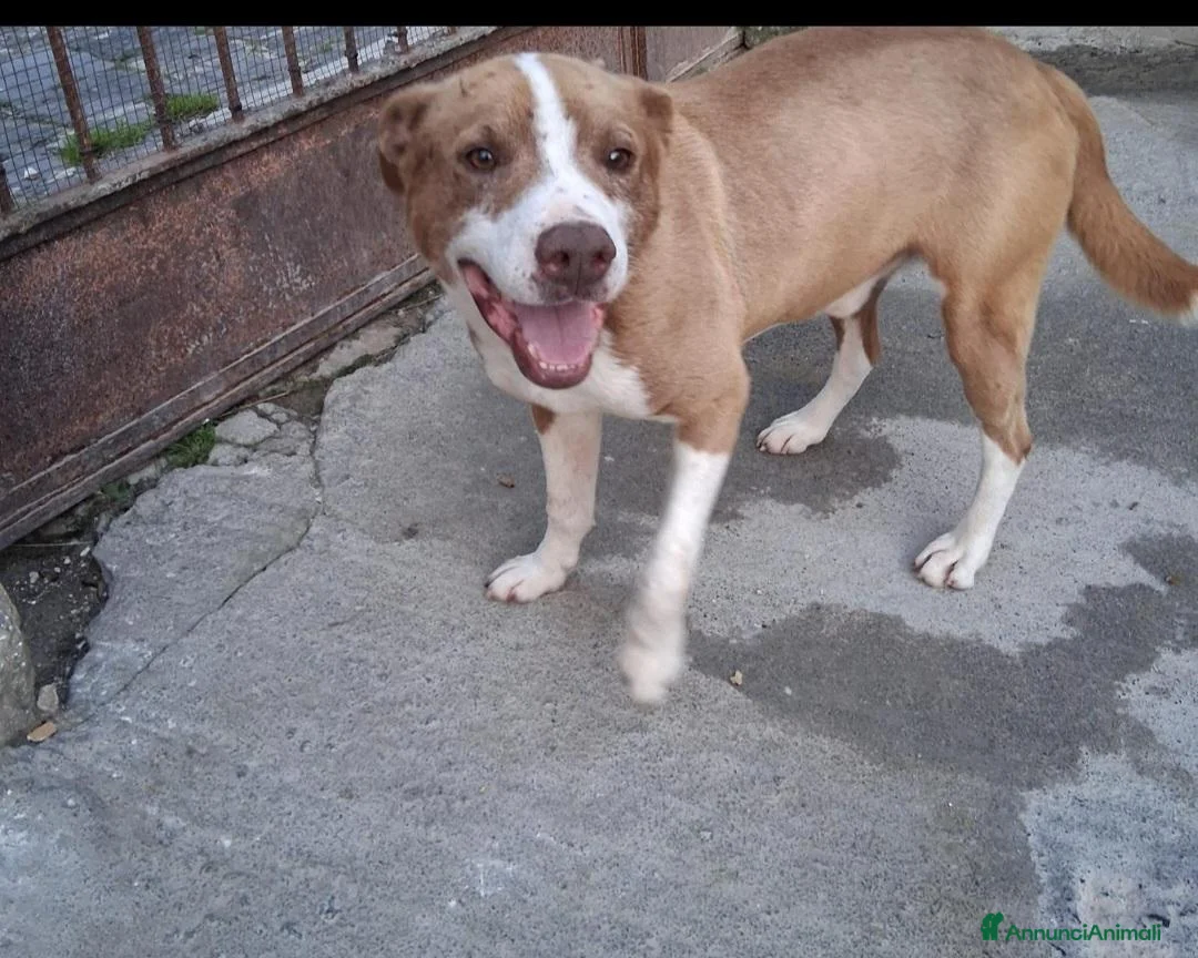 Meticcio cani in regalo: Simil Amstaff splendido 1anno salvato mesi faSICIL - Annuncio 7