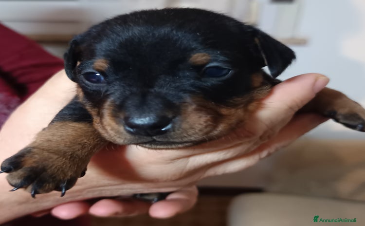 Pinscher Miniatura cani a Città Metropolitana di Firenze - Annuncio 4