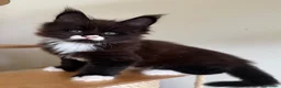 Maine Coon gatti in vendita: 🏆 Top Cuccioli MCO ❤️ - Annuncio 8