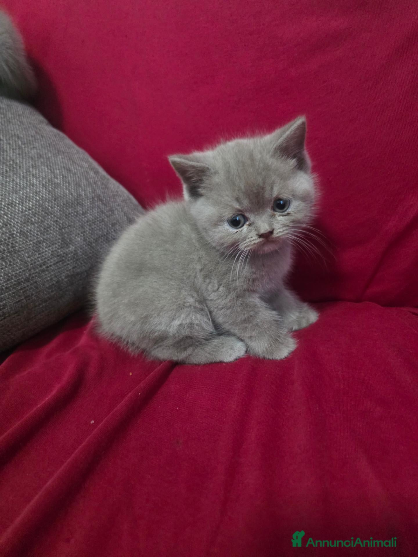 British gatti in vendita: Gattini brittish shorthair - Annuncio 1